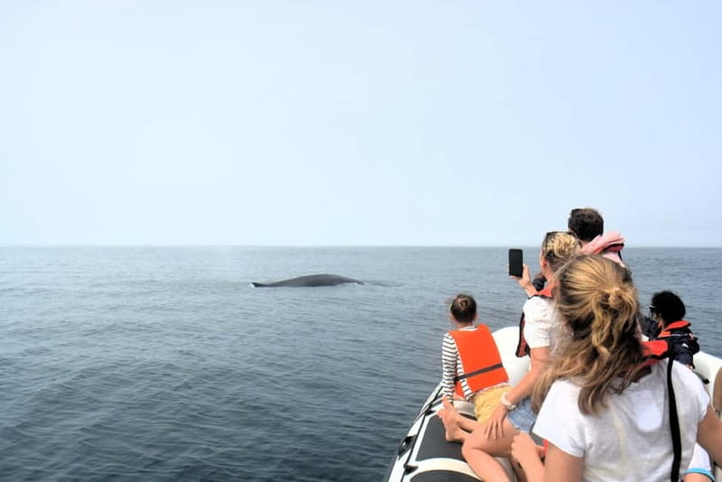 Sesimbra: Dolphin Watching Boat Tour with Biologist Guide - A Practical Three-Hour Plan