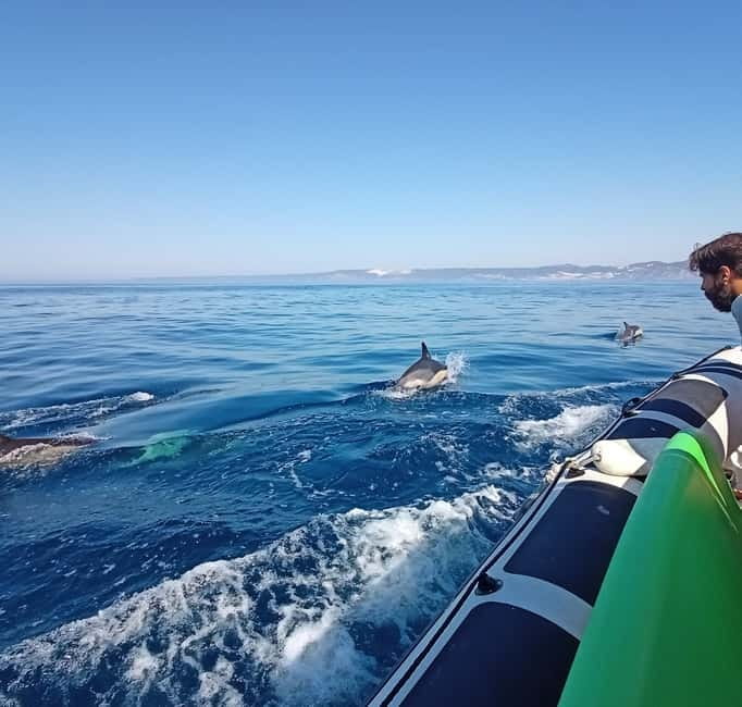 Sesimbra: Dolphin Watching Boat Tour with Biologist Guide - My Take: Book It If You Want Wildlife With a Swim