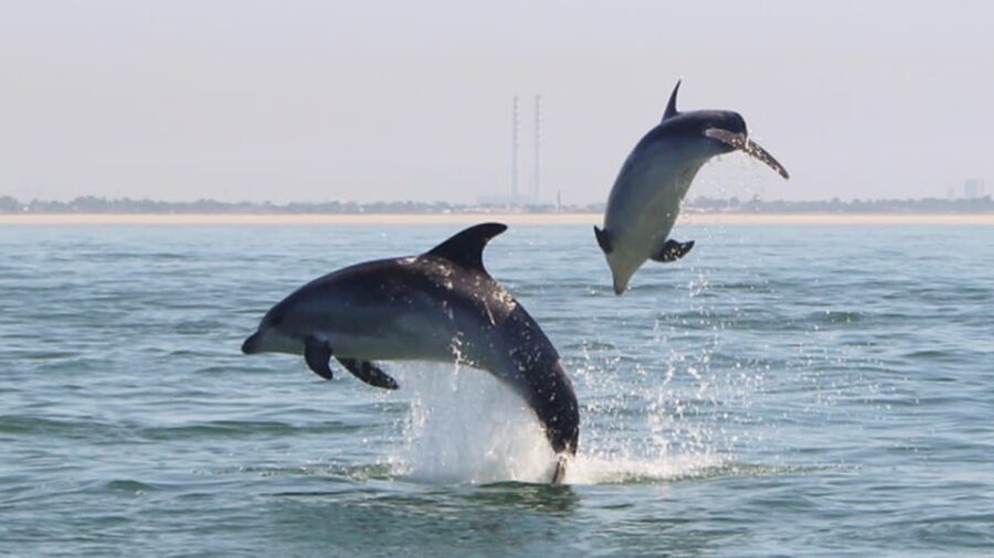 Setúbal and Tróia: Dolphin Watching and Arrábida Bays - Why this two-hour cruise works so well
