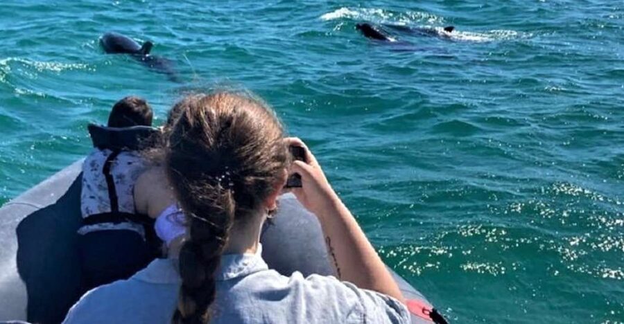 Setúbal: Dolphin-Watching Boat Tour - Why Setúbal is a strong base for dolphin watching