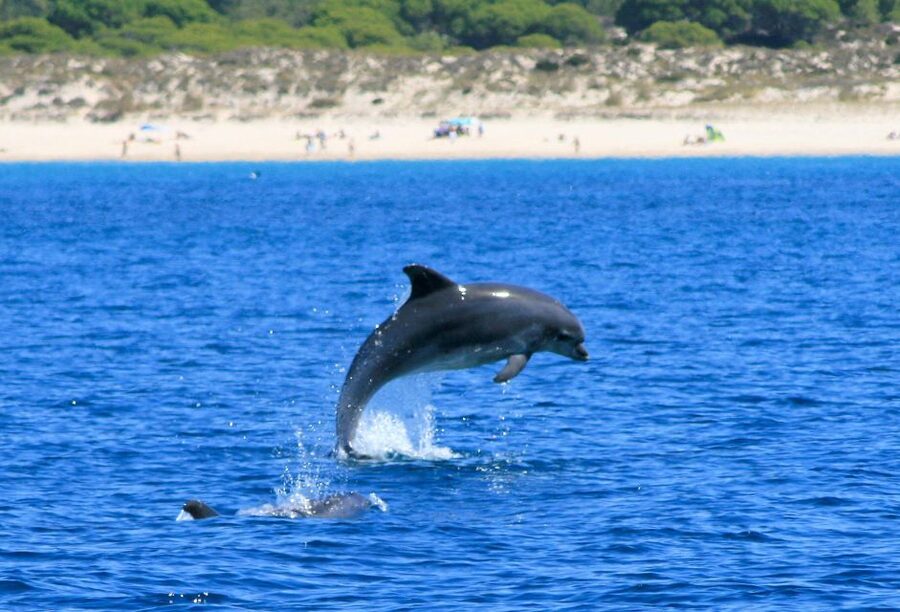 Setúbal: Dolphin Watching Boat Tour - Guides who make the ride more than a search