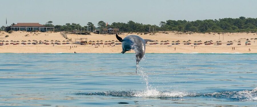 Setúbal: Dolphin Watching Boat Tour - A possible swim at the end