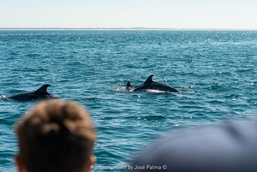 Setúbal: Dolphin Watching Boat Tour - Accessibility and who will enjoy this tour