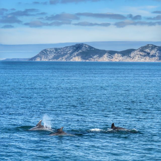 Setúbal: Dolphin Watching Tour - Key points before you book