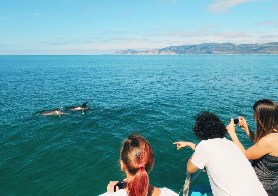 Setúbal: Dolphin Watching Tour - What happens if the dolphins stay away