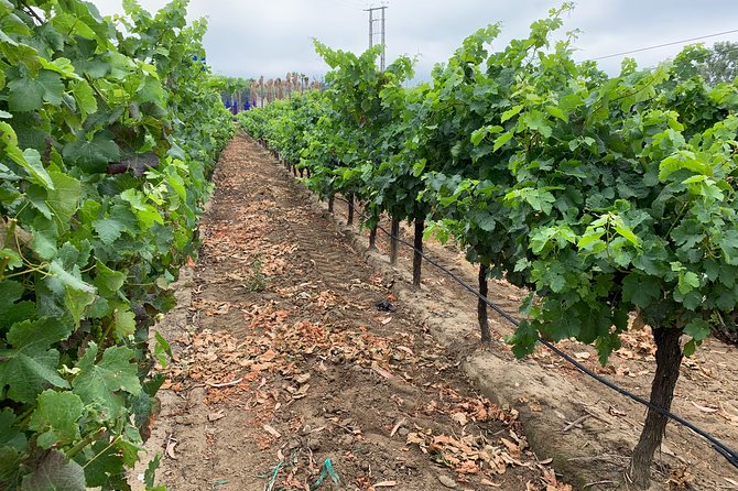 Setúbal Wine Tour with Visit and Tasting at 2 Wineries - José Maria da Fonseca and Portugal’s wine-making legacy