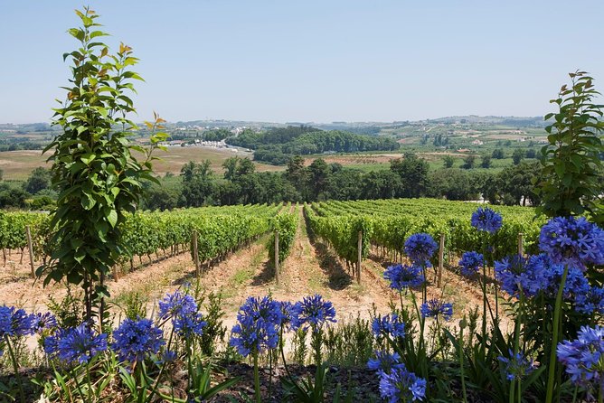 Setúbal Wine Tour with Visit and Tasting at 2 Wineries - Adega de Palmela and Farm Catralvos as alternatives