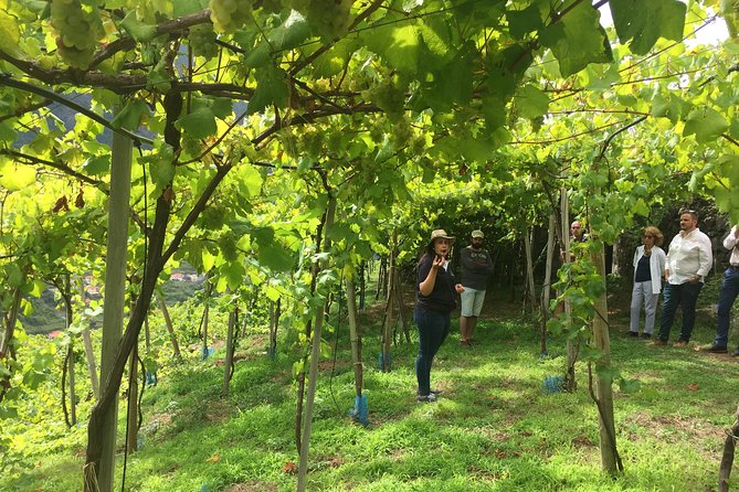 Signature Wine Tastings, Skywalk, Nature 4x4 Open Roof Expedition - Serra de Água shows Madeira’s steep interior