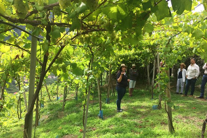 Skywalk with Wines Tasting and Vineyards Half day 4x4 Adventure - Why this Madeira tour feels different