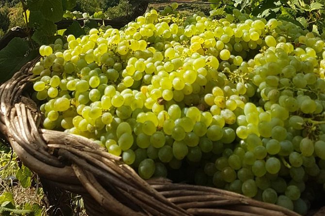 Skywalk with Wines Tasting and Vineyards Half day 4x4 Adventure - Quinta Barbusano and São Vicente’s steep vines