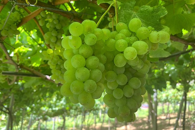 Skywalk with Wines Tasting and Vineyards Half day 4x4 Adventure - The 4x4 ride through Madeira’s mountain roads