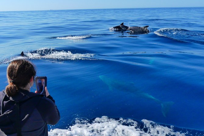 Small Group Dolphin and Wildlife Watching Tour in Faro - Leaving Faro through Ria Formosa