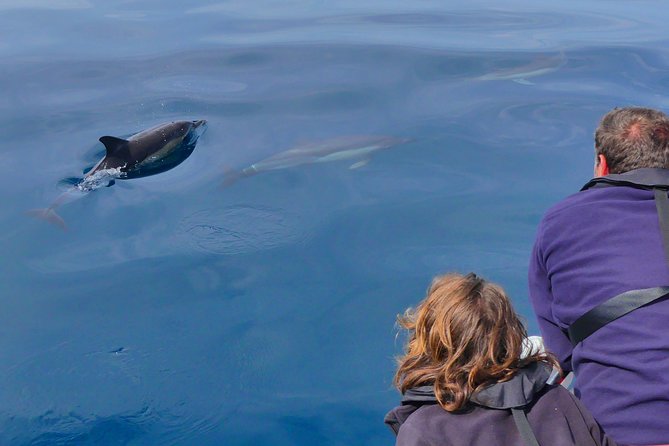 Small Group Dolphin and Wildlife Watching Tour in Faro - Marine biologists make the difference
