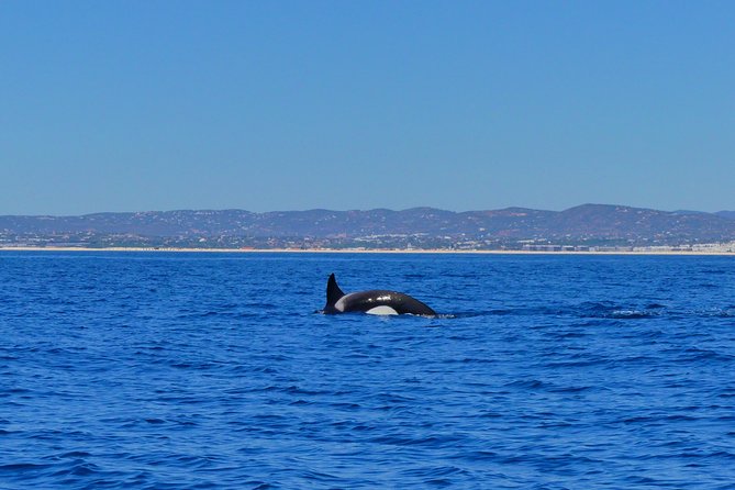 Small Group Dolphin and Wildlife Watching Tour in Faro - The wildlife you might see