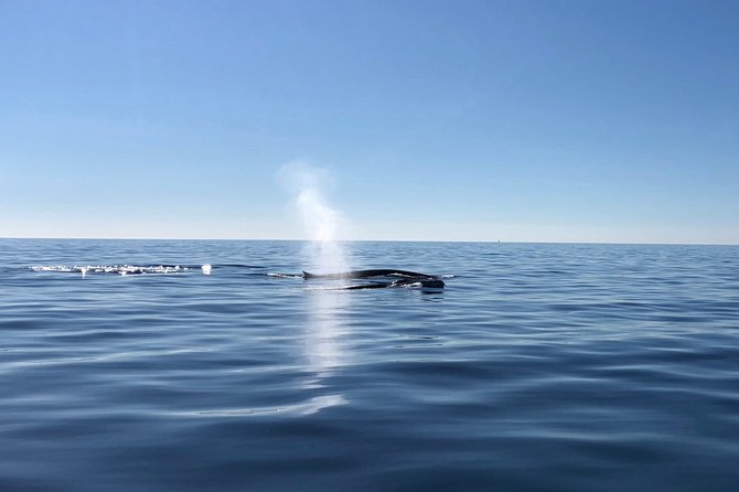 Small Group Dolphin and Wildlife Watching Tour in Faro - Is $66.51 a fair price?