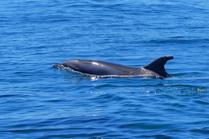 Small Group Dolphin and Wildlife Watching Tour in Faro - Who should book this Faro tour?
