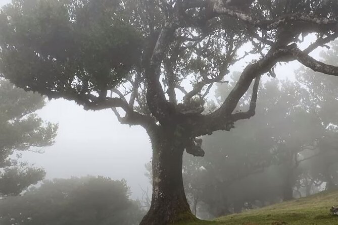 Small Group West Tour Waterfalls & Fanal Forest Tour - Fanal Forest and the old laurel trees