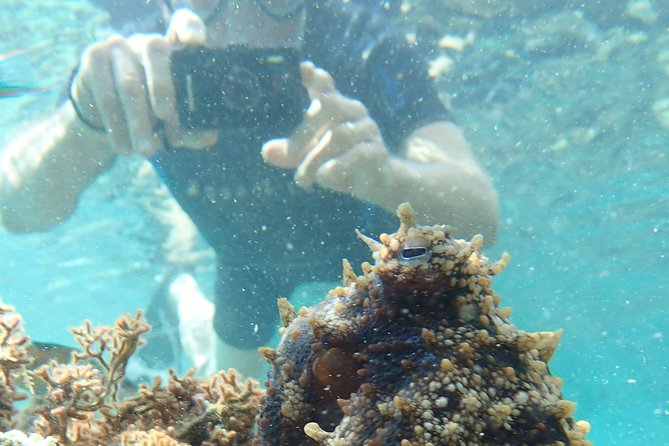 Snorkeling Tour - Key points to know before booking