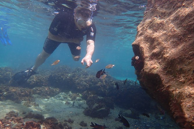 Snorkeling Tour - The sea life you may spot between the rocks