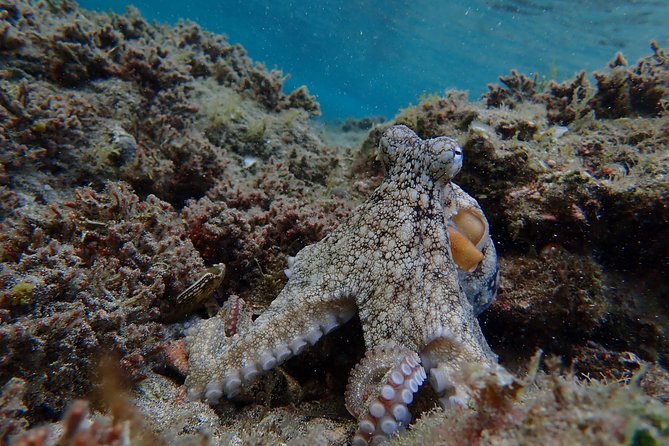 Snorkeling Tour - Why experienced snorkelers may want more