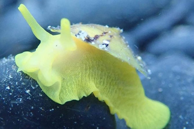 Snorkeling Tour - What the three-hour outing is likely to feel like