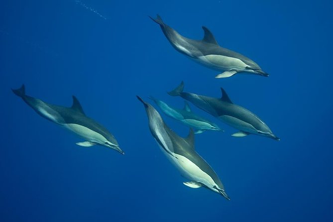 Swim with Wild Dolphins in the Azores - Leaving Ponta Delgada for the open Atlantic