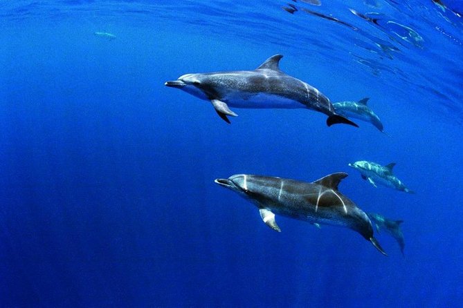 Swim with Wild Dolphins in the Azores - A briefing that sets the right tone