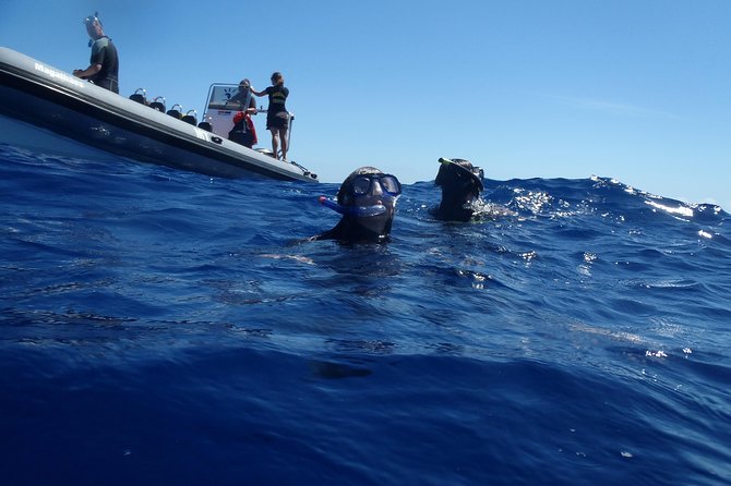 Swim with Wild Dolphins in the Azores - Water temperature, clothing, and comfort