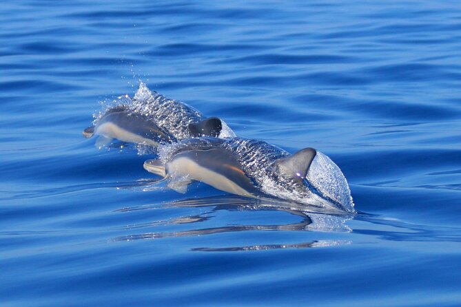Swim with Wild Dolphins in the Azores - Who should book this São Miguel outing?