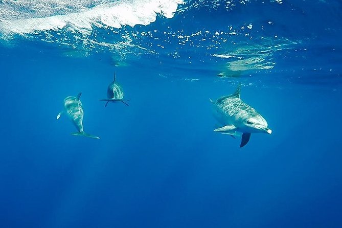 Swim with Wild Dolphins in the Azores - Riding the small boat along São Miguel’s coast
