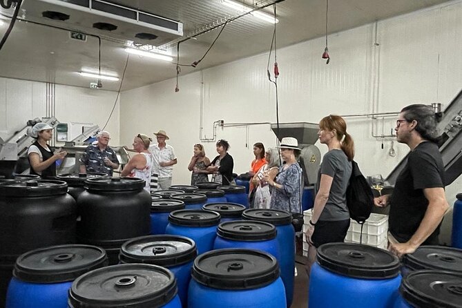 Tavira Olive Experience Factory Tour and Tasting - Why the harvest calendar changes the visit