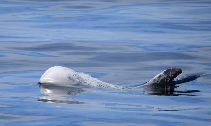 Terceira: Half-Day Dolphin and Whale Watching Tour - Who will get the most from this tour