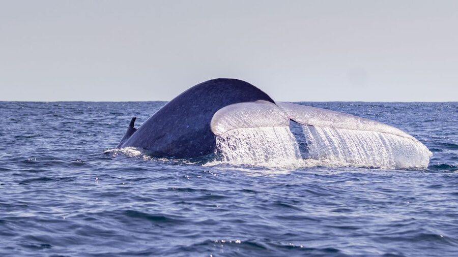 Terceira: Half-Day Dolphin and Whale Watching Tour - The briefing before you leave