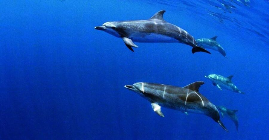 Terceira: Half-Day Dolphin and Whale Watching Tour - What the search at sea is really like