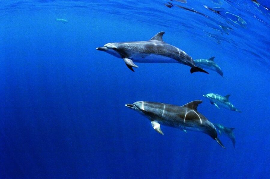 Terceira: Half-Day Dolphin and Whale Watching Tour - Guides who make the difference