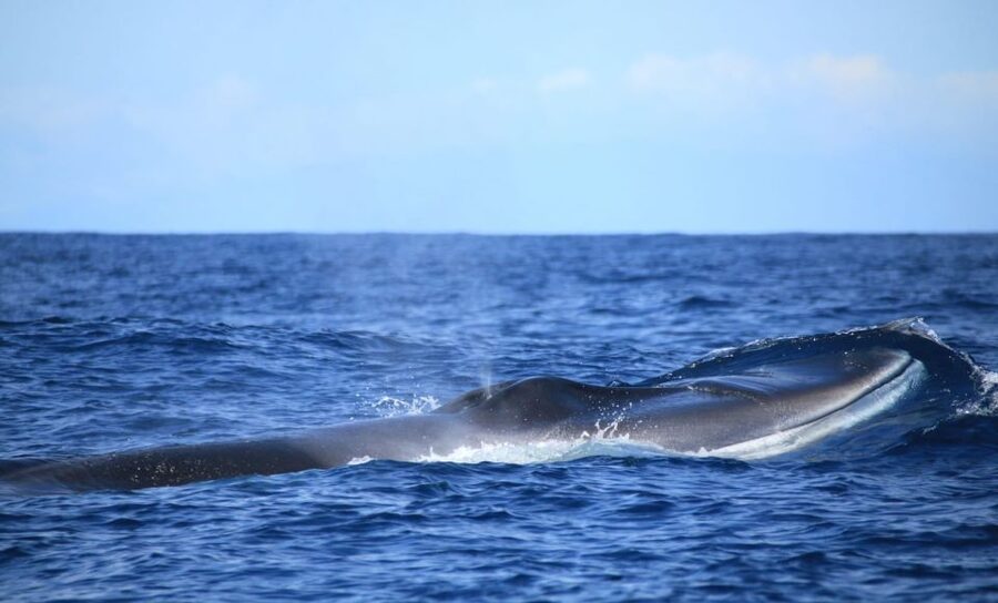 Terceira: Half-Day Dolphin and Whale Watching Tour - Coastal views and Ilhéu das Cabras