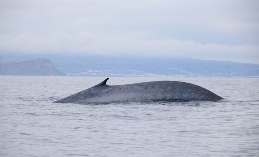 Terceira: Half-Day Dolphin and Whale Watching Tour - Timing, comfort, and the one real drawback