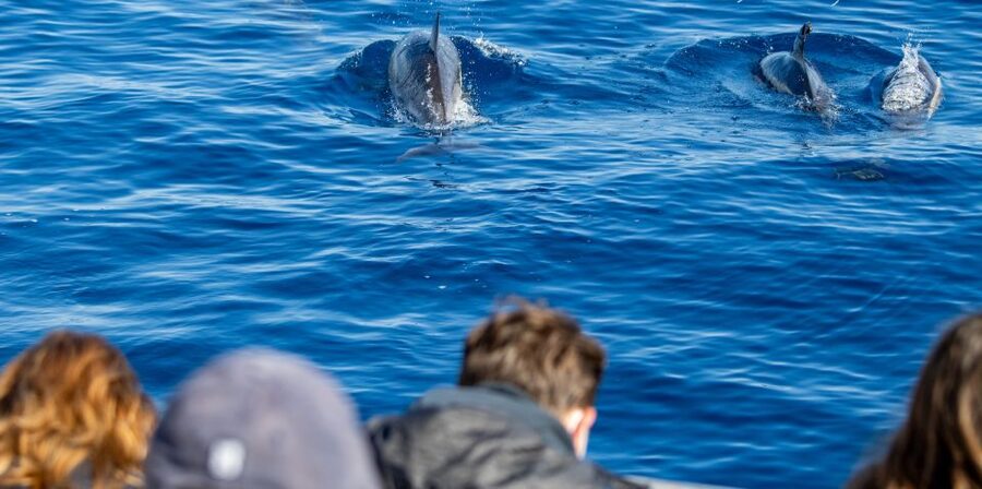 Terceira: Half-Day Dolphin and Whale Watching Tour - Meeting at Picos de Aventura in Angra