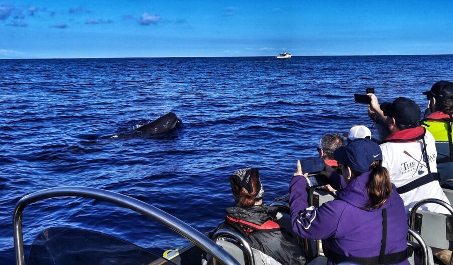 Terceira: Whale and Dolphin Watching in a Zodiac Boat - Key points to know before you book