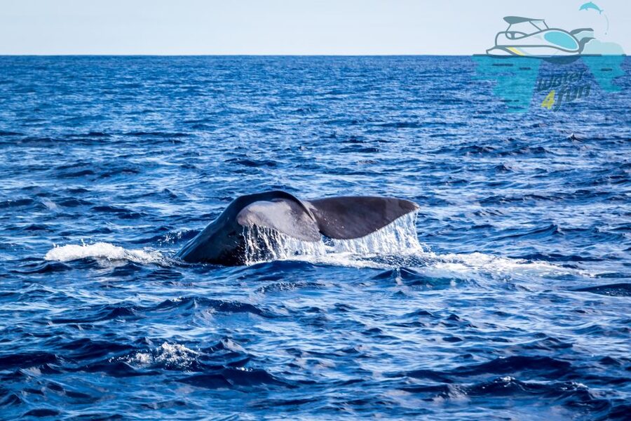 Terceira: Whale and Dolphin Watching in a Zodiac Boat - Setting out from Angra do Heroísmo Marina