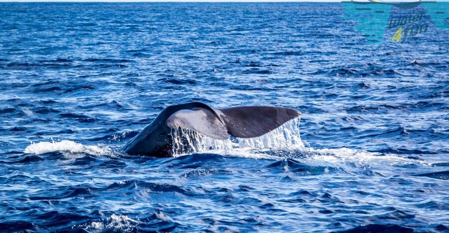 Terceira: Whale and Dolphin Watching in a Zodiac Boat - How the Monte Brasil lookout changes the search