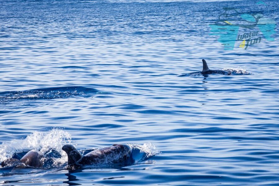 Terceira: Whale and Dolphin Watching in a Zodiac Boat - Dolphins often provide the first close encounter
