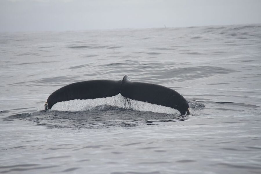 Terceira: Whale and Dolphin Watching in a Zodiac Boat - Whales, turtles, and other possible sightings