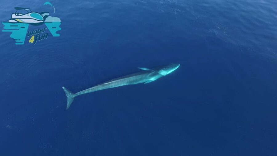 Terceira: Whale and Dolphin Watching in a Zodiac Boat - What the ride feels like in real conditions