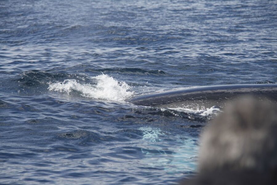 Terceira: Whale and Dolphin Watching in a Zodiac Boat - The guide makes more difference than the boat