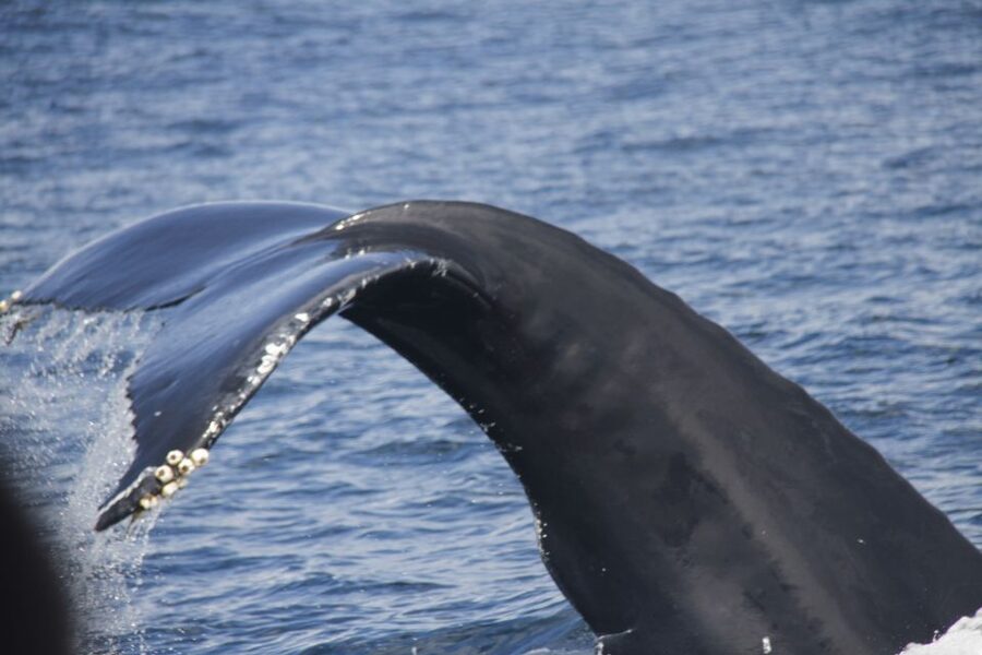 Terceira: Whale and Dolphin Watching in a Zodiac Boat - The first run along Terceira’s coast