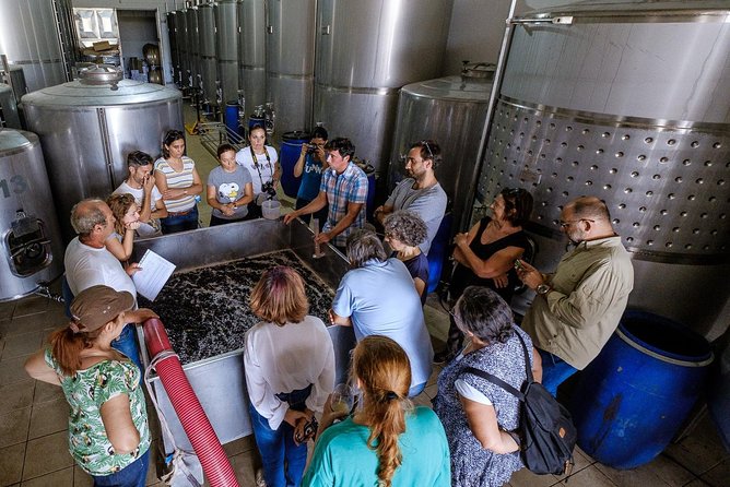 Tour & Wine tasting - Authentic Algarve Flavours by Quinta da Tôr - What happens during the 90-minute visit