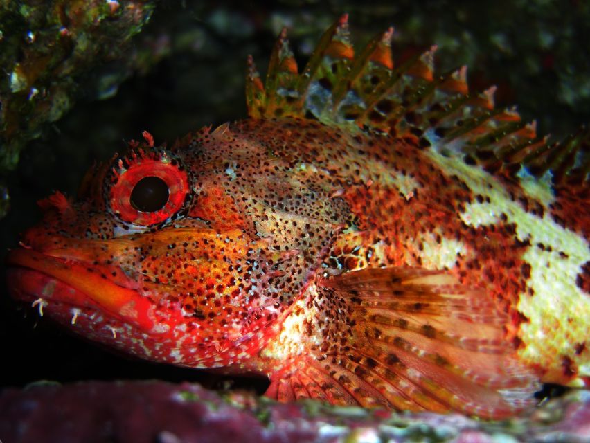 Vila Franca Do Campo: Introduction to Scuba Diving Tour - A 10-minute speedboat ride gets you to the Natural Reserve
