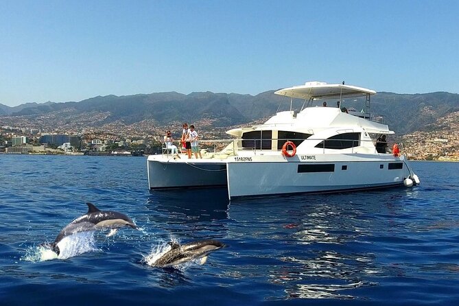 VipDolphins Luxury Whale Watching - Key points to know before you book