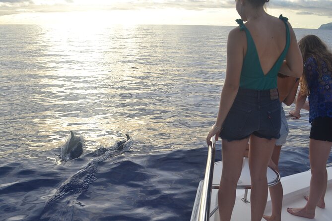 VipDolphins Luxury Whale Watching - How the price compares with the experience